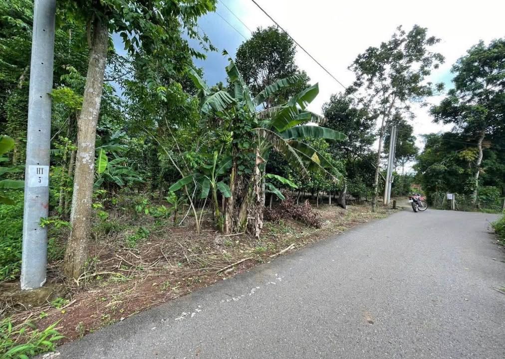 Đất Farm Bàu Chinh, Châu Đức 3282m² giá 3 tỷ - Đầu tư sinh lời ngay!