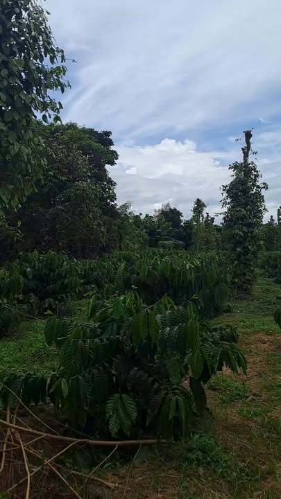 Farm đất 7,6 sào tại Hòa Tiến, Đắk Lắk - Giá chỉ 5 tỷ