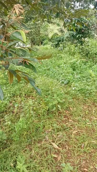 Đất Farm 120700m² tại Nhân Cơ, Đắk R'Lấp - Giá 27.5 tỷ VND, Tiềm năng sinh lợi cao!