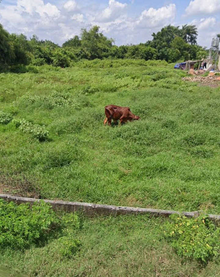 Đất thổ cư xã Tân Thông Hội, Củ Chi 102m² giá chỉ 2.2 tỷ - Cơ hội đầu tư hiếm có!