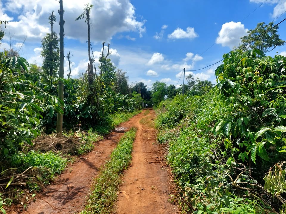 Đất nền 4150m² Cư Suê Hòa Thuận - Giá chỉ 2 tỷ - Đầu tư sinh lời!