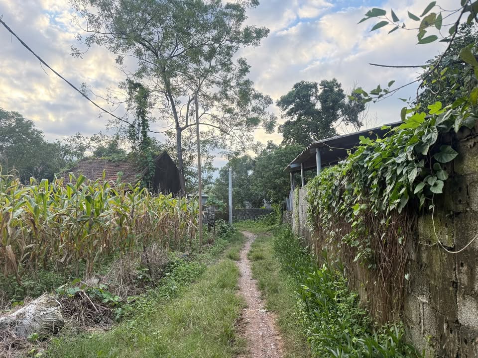 Đất nền chính chủ xã Dũng Tiến, Phú Thọ - 1157m² giá 2.314 tỷ - Cơ hội đầu tư hiếm có!