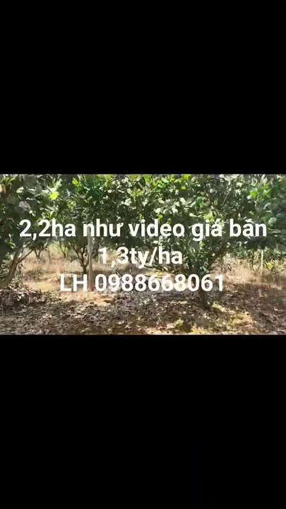 Đất Farm 2,2ha tại xã Phước Tân, huyện Bù Đăng, Bình Phước - Giá 2,86 tỷ - Đầu tư sinh lời!