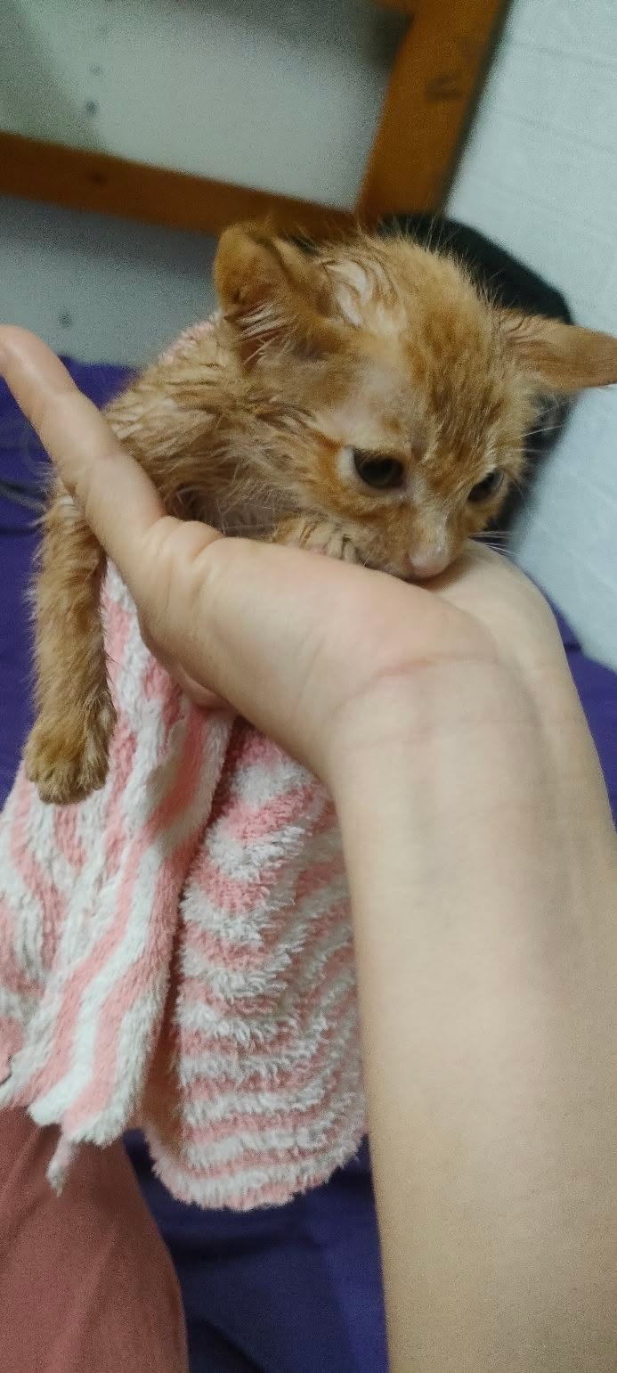 Nhà nguyên căn cho thuê tại Khu Đô Thị Văn Khê 2 tầng, 4 phòng - Giá 9.5 triệu/tháng