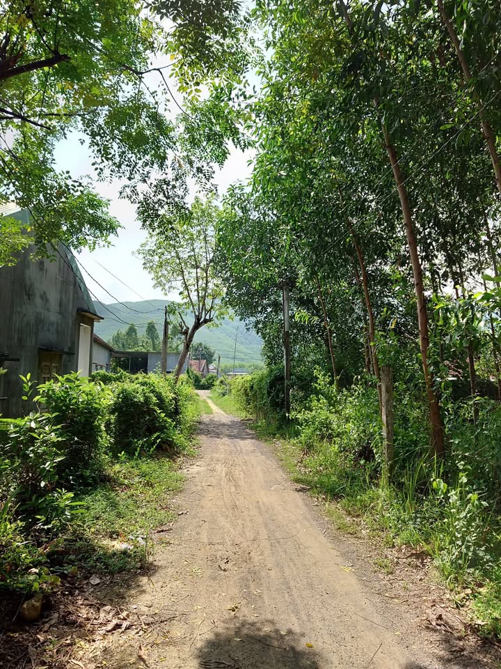 Đất vườn 1353m² Nhơn Tân, An Nhơn giá thỏa thuận - Cơ hội đầu tư tuyệt vời!