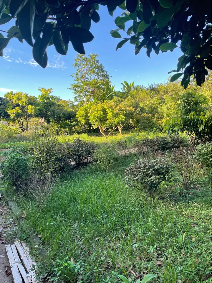 Lô đất biệt thự 450m² tại Bản Nà Hạ 2, Mai Sơn - Đầu tư sinh lời lý tưởng!