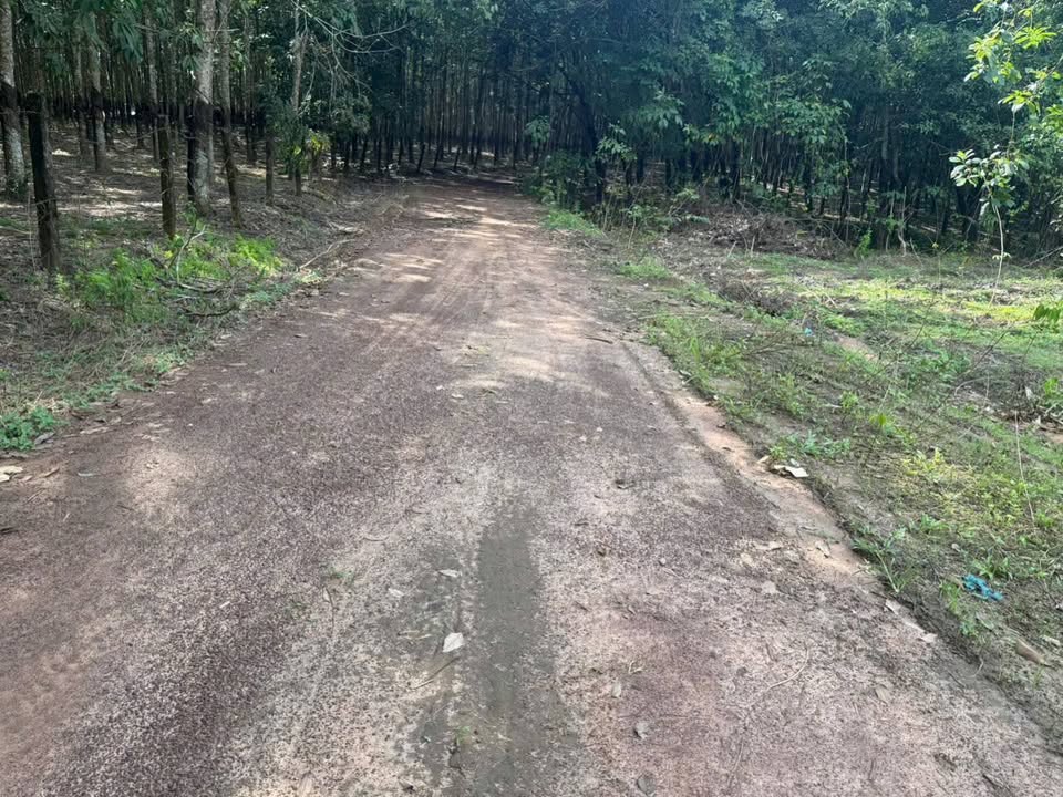 Đất Farm 9xào Tân Hưng, Hớn Quản chỉ 1.2 tỷ - Cơ hội đầu tư sinh lợi!