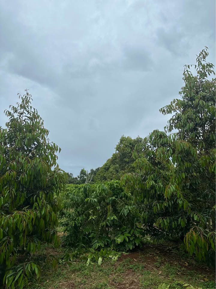 Rẫy buôn Pan Ea Yong 1 hecta giá 6 tỷ - Đầu tư hiệu quả với nguồn thu ổn định!