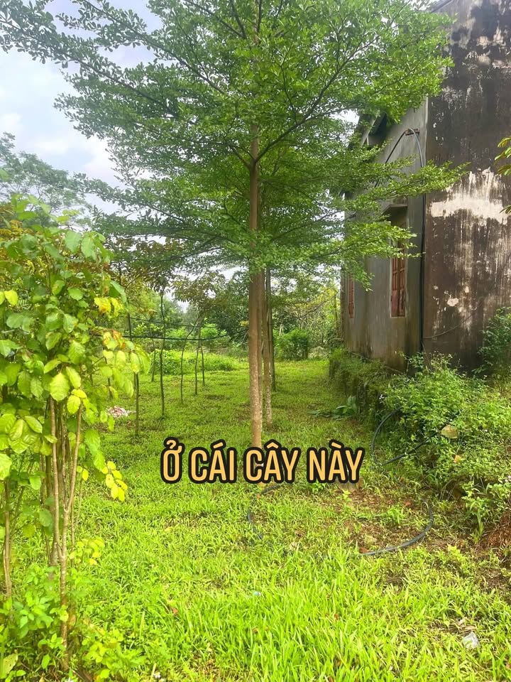 Đất nền Hương Sơn, Phú Bình 163m² giá 1.2 tỷ - Kinh doanh buôn bán thuận lợi!