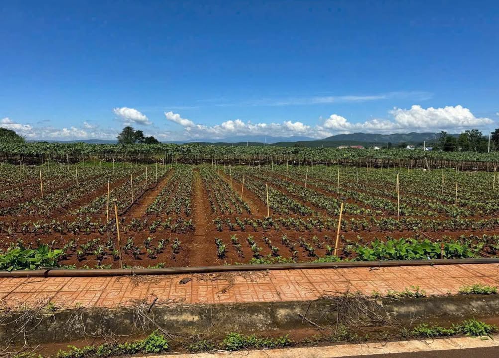 Đất nền Liên Hiệp, Đức Trọng 130m² giá 790 triệu - Cơ hội đầu tư hấp dẫn!