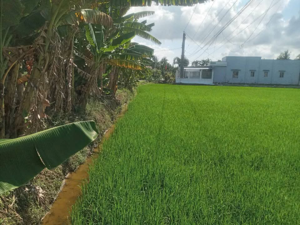 Đất nông nghiệp Long Hải 2316m² giá 590 triệu - Đầu tư sinh lời ngay!