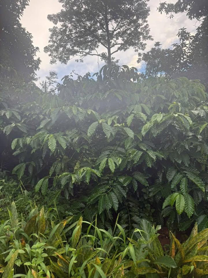 Đất mặt tiền Quốc lộ 29, xã Ea Tar, 6200m² giá 4.3 tỷ - Cơ hội đầu tư hiếm có!