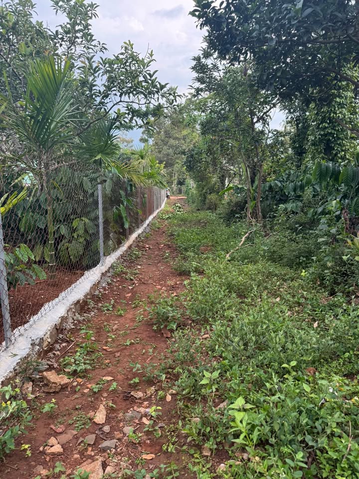 Đất nền Đắk Mil 600m² giá 41.4 tỷ - Cơ hội đầu tư hấp dẫn!