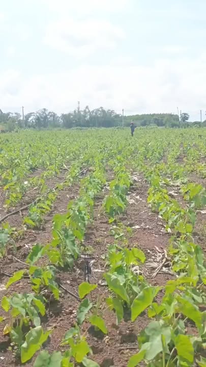 Đất Farm Suối Nho Định Quán 10.000m² giá 300 triệu - Tiềm năng đầu tư cao!