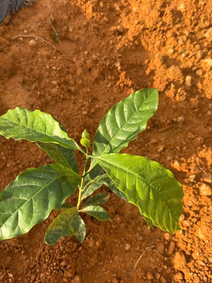 Farm đất đỏ bazan 1.5ha tại Đăk Hà - Giá thỏa thuận, cây cfe xanh tốt!