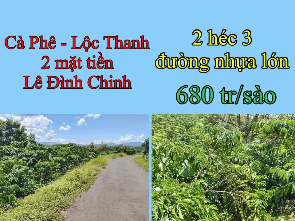 Farm Bảo Lộc 23,000m² giá 1.38 tỷ - Đầu tư sinh lời với vườn cafe và cây ăn trái!