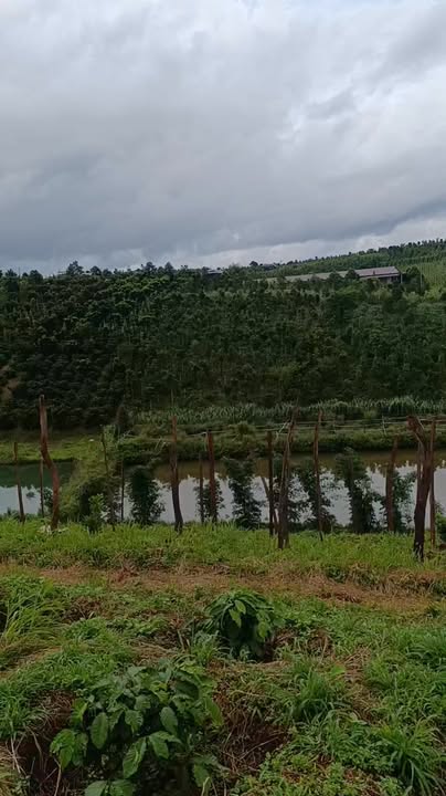 Đất nền 2ha tại Đắk Song - Giá chỉ 2.1 tỷ - View hồ cực đẹp!