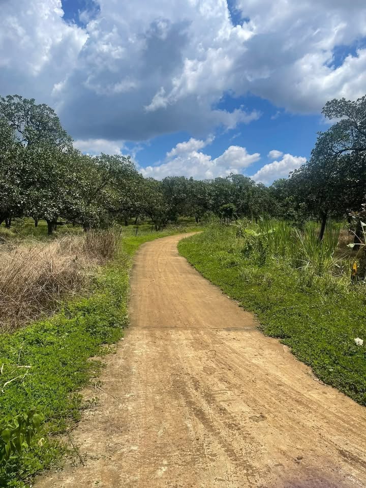 Đất nông nghiệp Phú Văn, Bù Gia Mập 4.6ha - Giá chỉ 1.25 tỷ, sổ đỏ chính chủ!