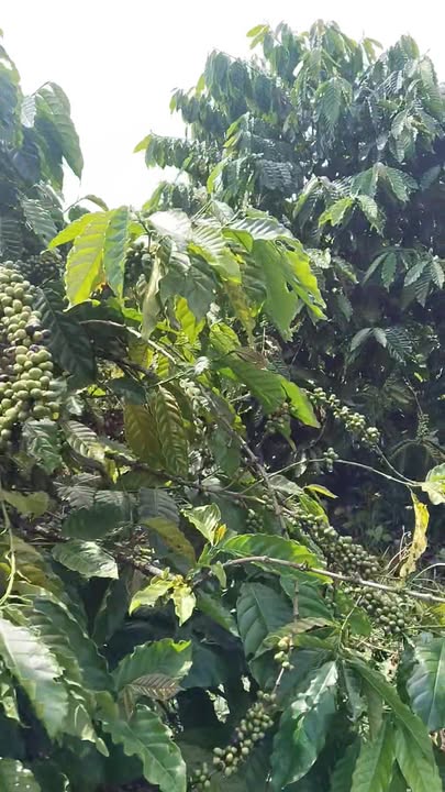 Đất nền 1.6ha Đắk Môl Đắk Song giá 2.65 tỷ - Đầu tư sinh lời ngay!