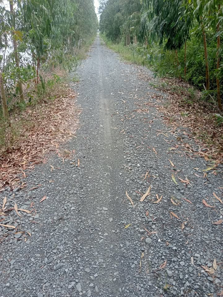 Đất lúa ấp 4 Long Thuận, Thủ Thừa, Long An 11000m² - Bán gấp giá 3.6 tỷ!