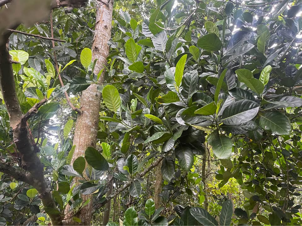 Đất nông nghiệp 4 sào tại Long Khánh mới - Giá chỉ 850 triệu!