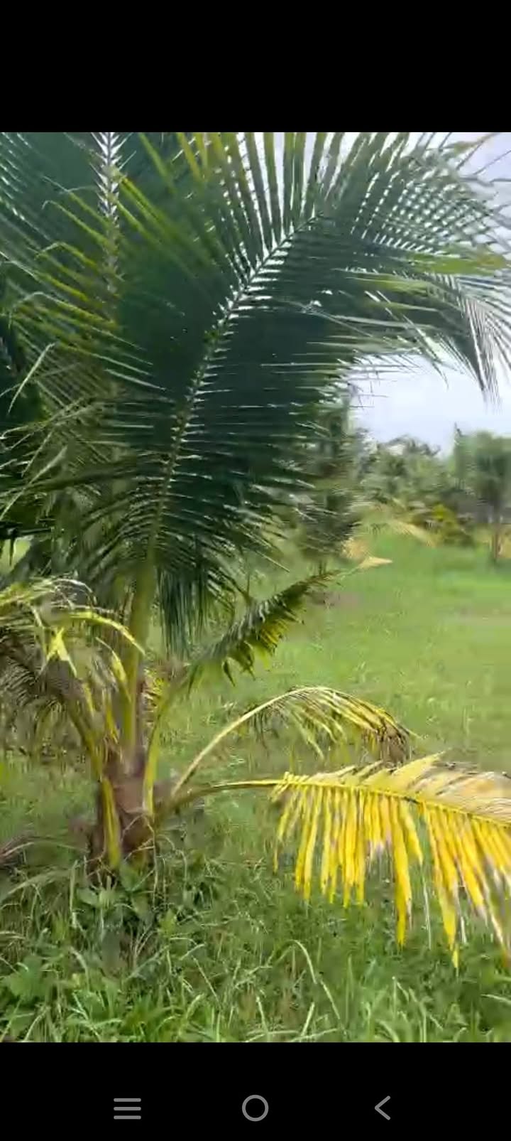 Đất vườn dừa Mỹ Chánh, Ba Tri 3500m² chỉ 199 triệu - Cơ hội đầu tư tuyệt vời!