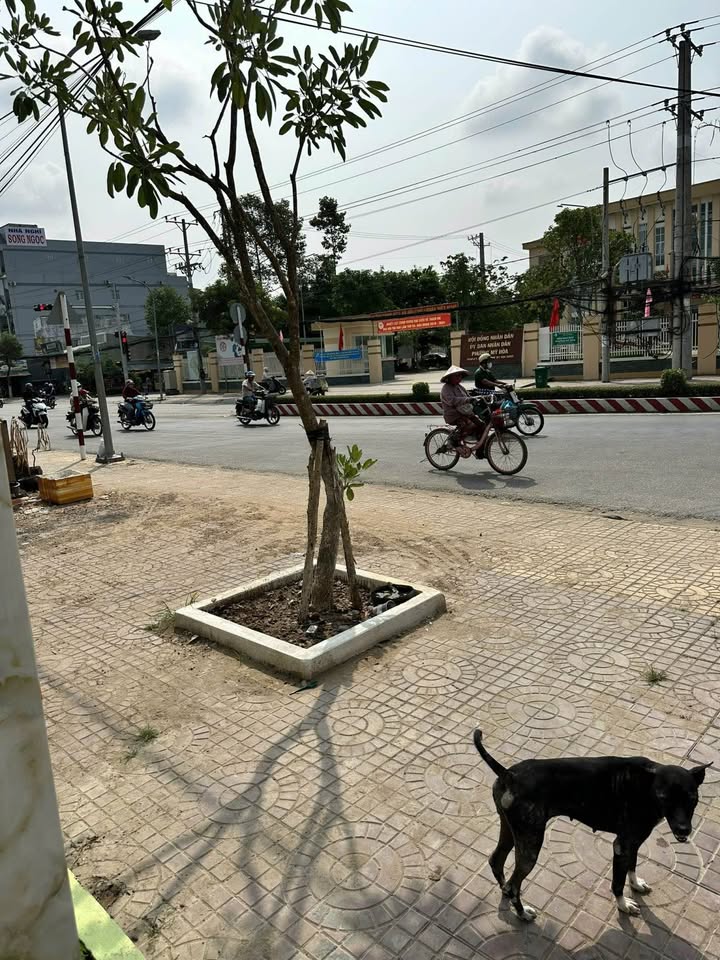 Nhà mặt tiền Tỉnh lộ 943, Mỹ Hòa 200m² giá 6.5 tỷ - Chính chủ bán gấp!