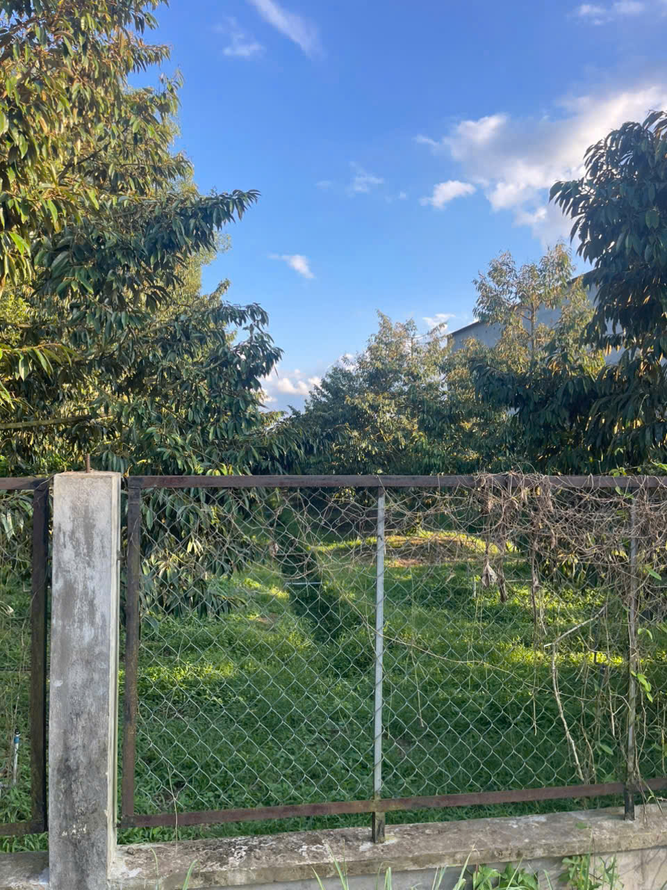 Đất vườn trái cây tại Minh Thạnh, Bình Dương 900m² giá 1.2 tỷ - Đầu tư sinh lời ngay!