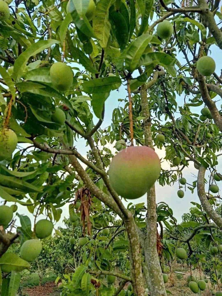 Nhà vườn 624m² tại Chơn Thành, Bình Phước - Giá chỉ 320 triệu, sổ hồng chính chủ!