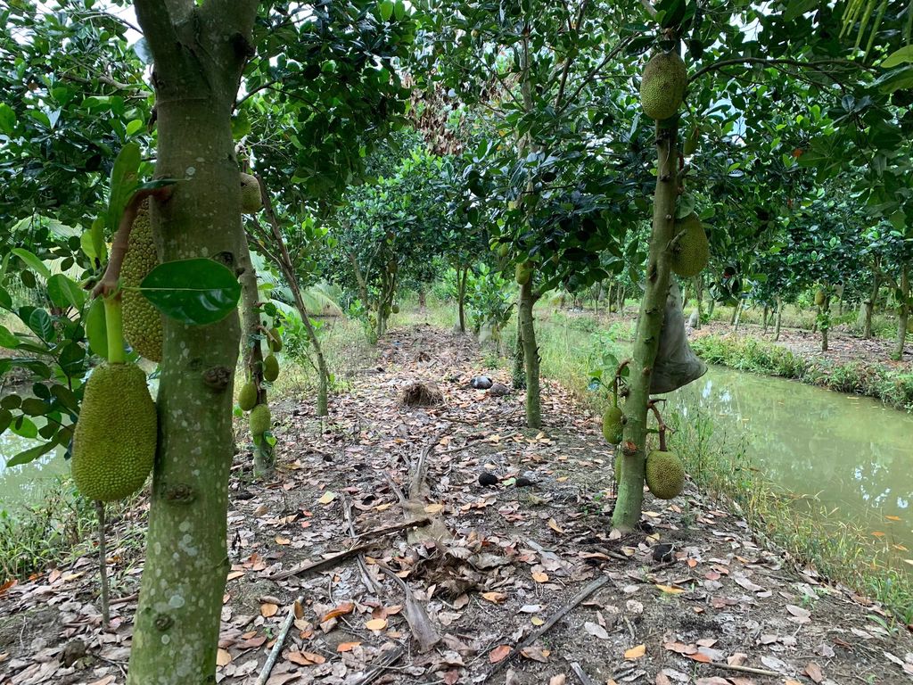 Đất trồng lúa 2529m² tại Ấp Mỹ An, Cai Lậy, Tiền Giang - Giá chỉ 2 tỷ, thương lượng!