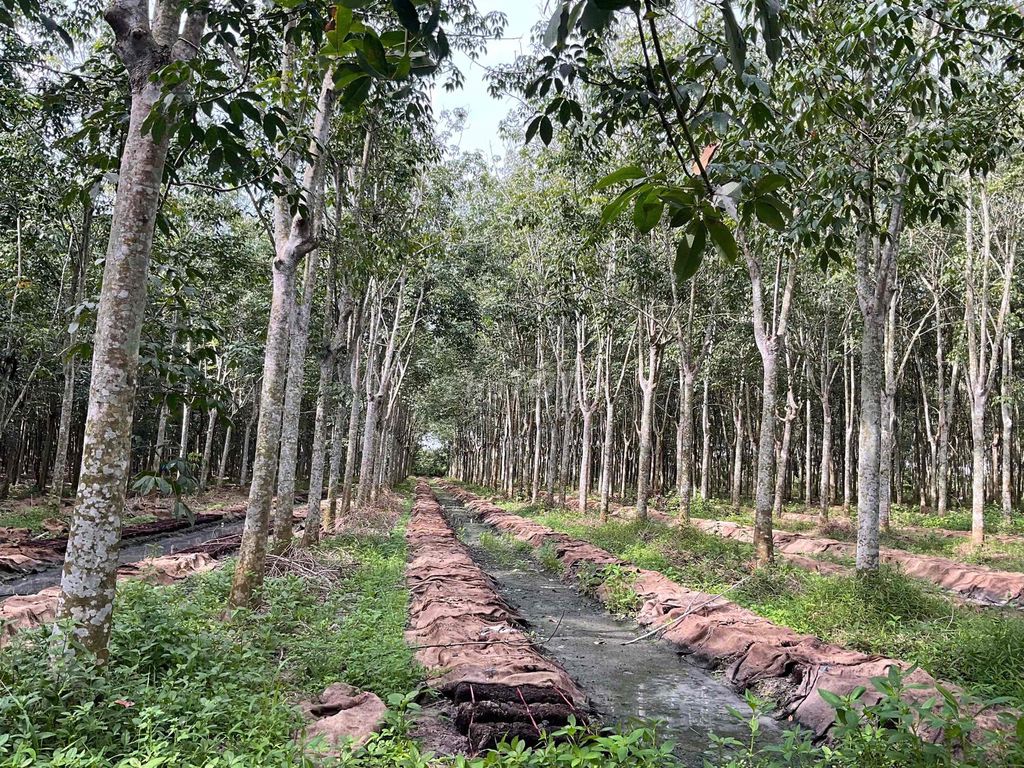 Cho thuê vườn cao su 5ha tại Dương Minh Châu – Cây 10 năm tuổi, giá tốt