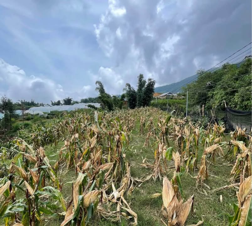 Đất nền Sa Pả, Sa Pa 1.300m² giá 1.85 tỷ - Cơ hội đầu tư hấp dẫn!