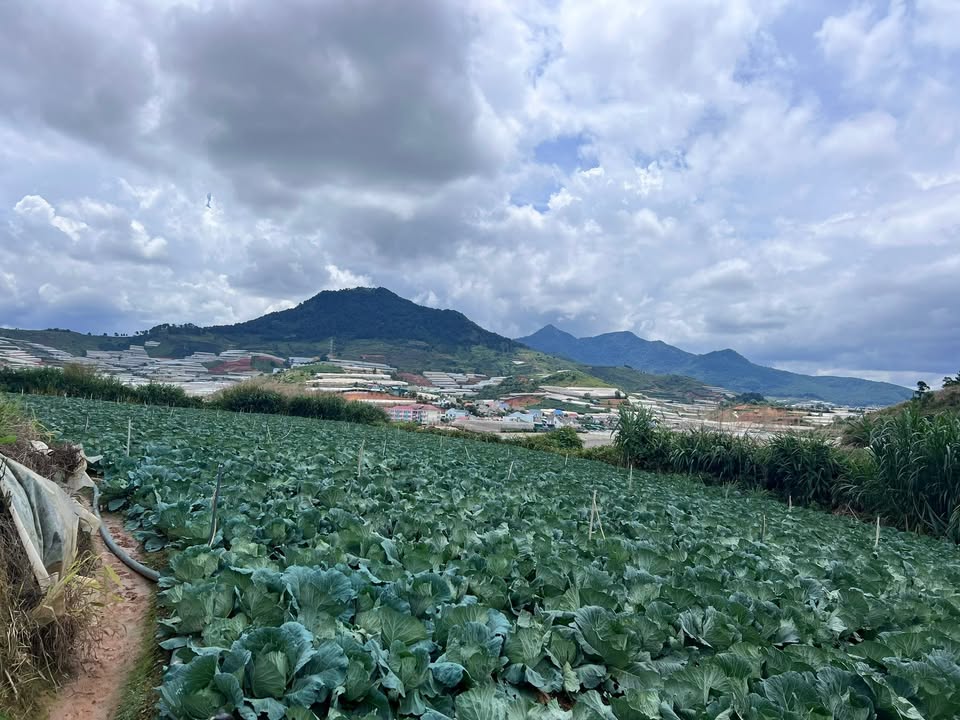 Đất nông nghiệp 4,6 sào tại Langbiang, Lạc Dương - Giá 4 tỷ, thương lượng ngay!