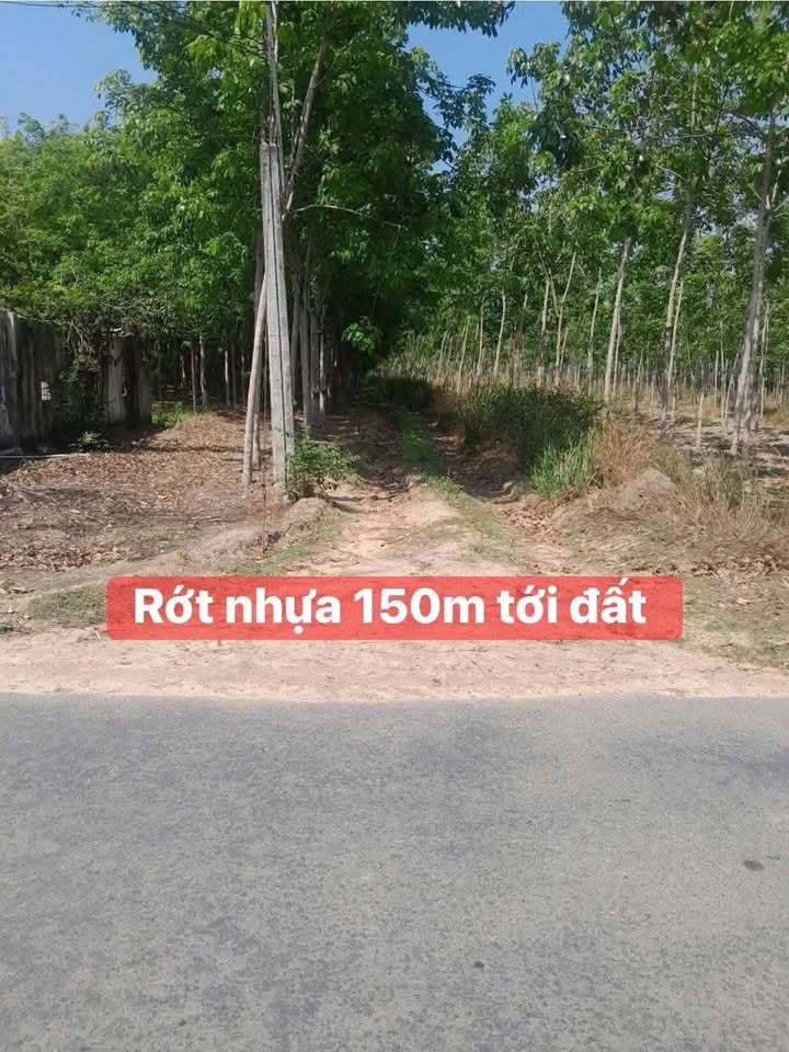 Đất nông nghiệp Thạnh Bắc Tân Biên 20.000m² giá 930 triệu - Đầu tư sinh lời hấp dẫn!