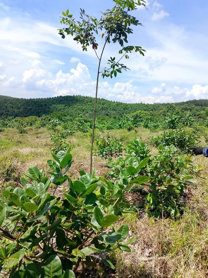 Đất nông nghiệp Bù Gia Mập 2ha giá 1.1 tỷ - Cơ hội đầu tư hấp dẫn!