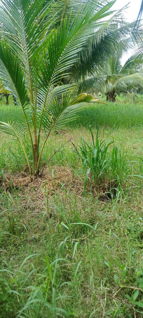 Đất mặt tiền kinh doanh Tân Phong, Thạnh Phú 665m² giá 39.9 tỷ - Chính chủ bán gấp!