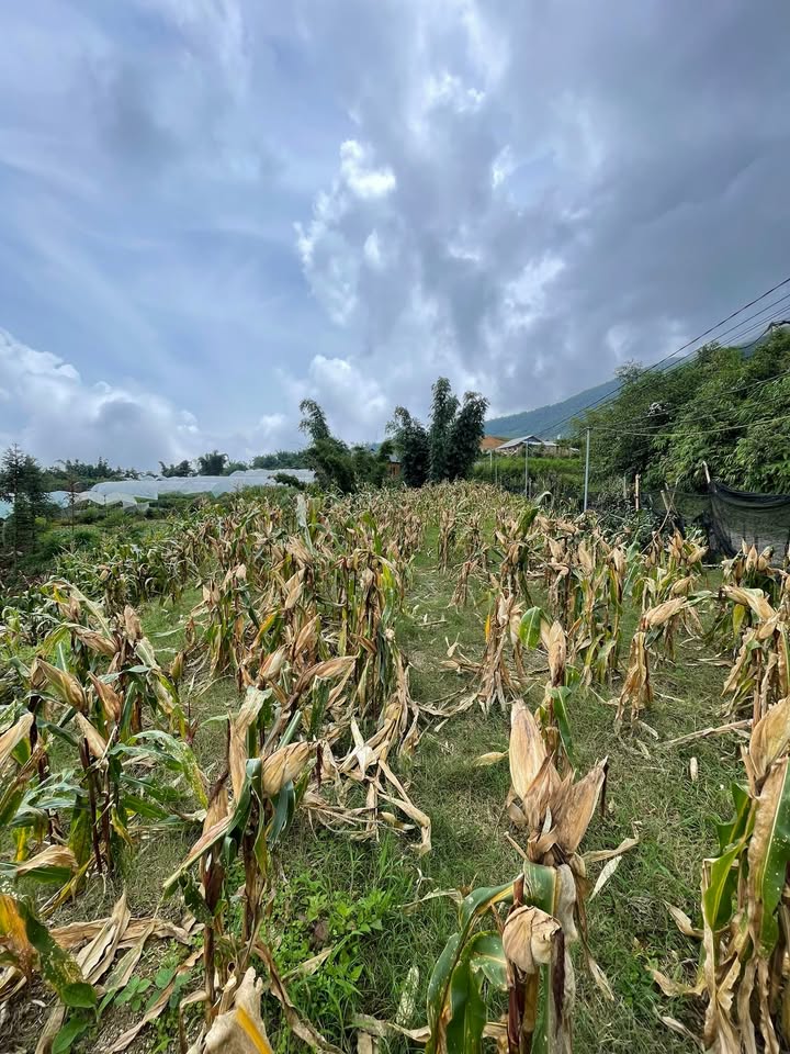 Đất đẹp tại phường Sa Pả, Sa Pa 1300m² giá 1.85 tỷ - Đầu tư sinh lời ngay!