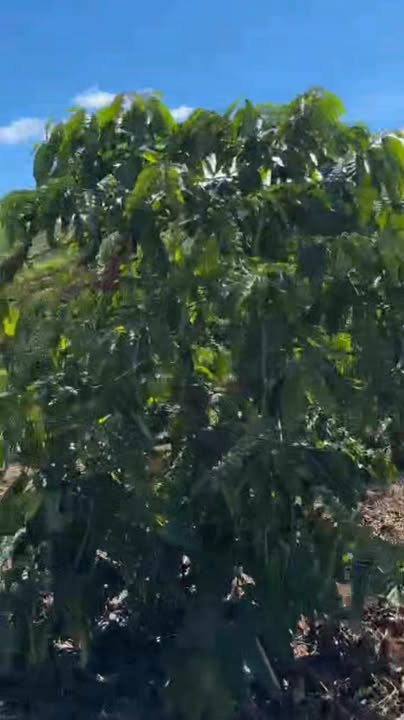 Đất nền siêu phẩm 20,000m² tại Đăk Đoa, Gia Lai - Cơ hội đầu tư sinh lời cao!