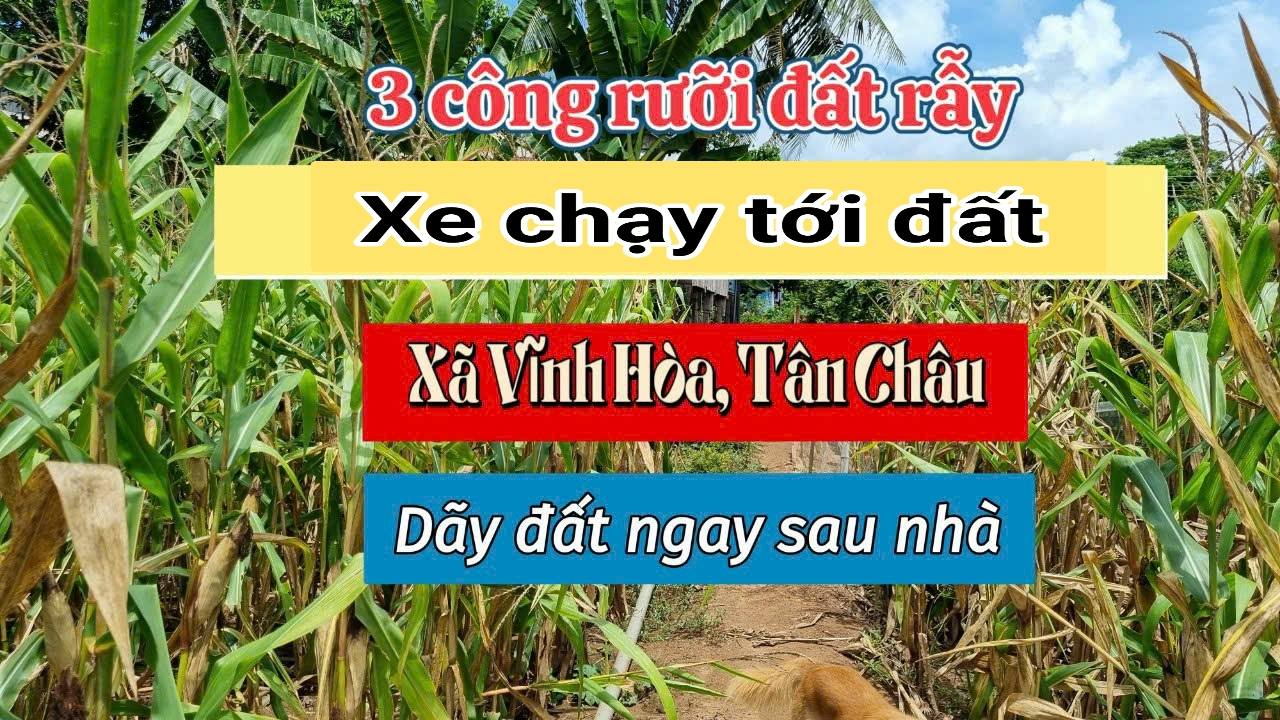 Đất rẫy 3.5 công tại Ấp Vĩnh Bường, Tân Châu - Giá 770 triệu, Đường xe máy vào tận nơi!