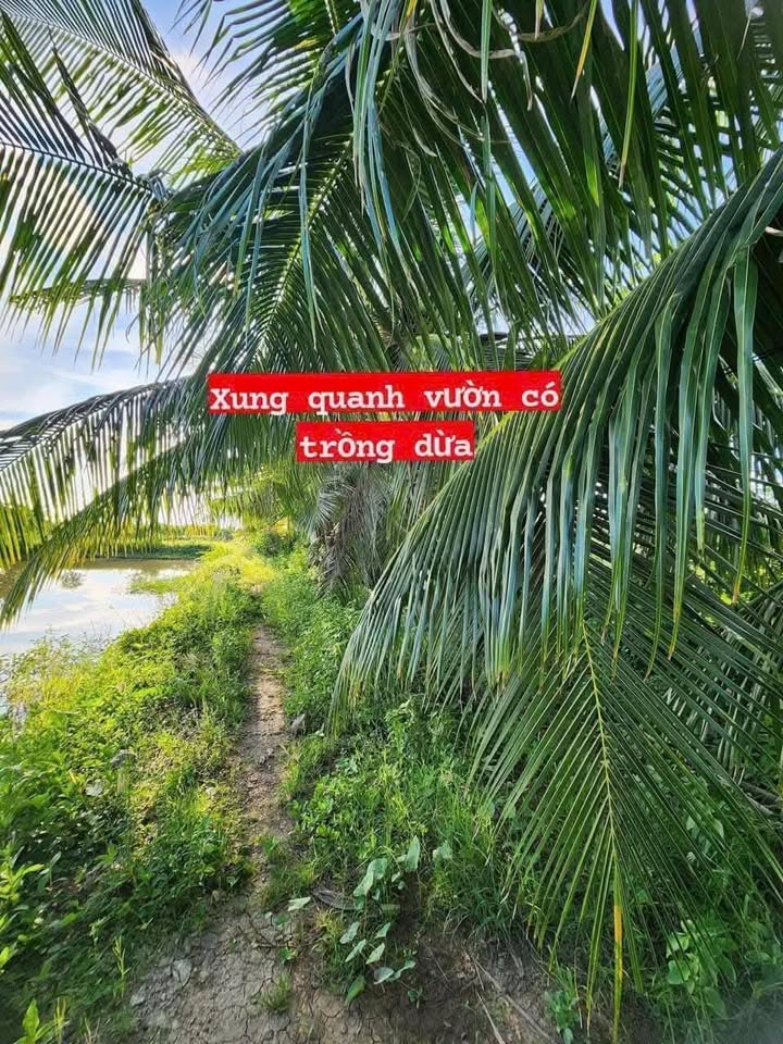 Cần bán Farm 5000m² xã Vĩnh Hòa, Tân Châu - Nhà gỗ siêu VIP, sẵn sàng nghỉ dưỡng!