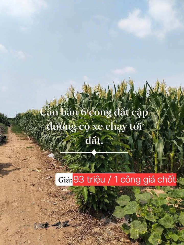 Đất Farm 6000m² tại Tân Thạnh, Tân Châu - Giá chỉ 558 triệu - Đầu tư sinh lời ngay!