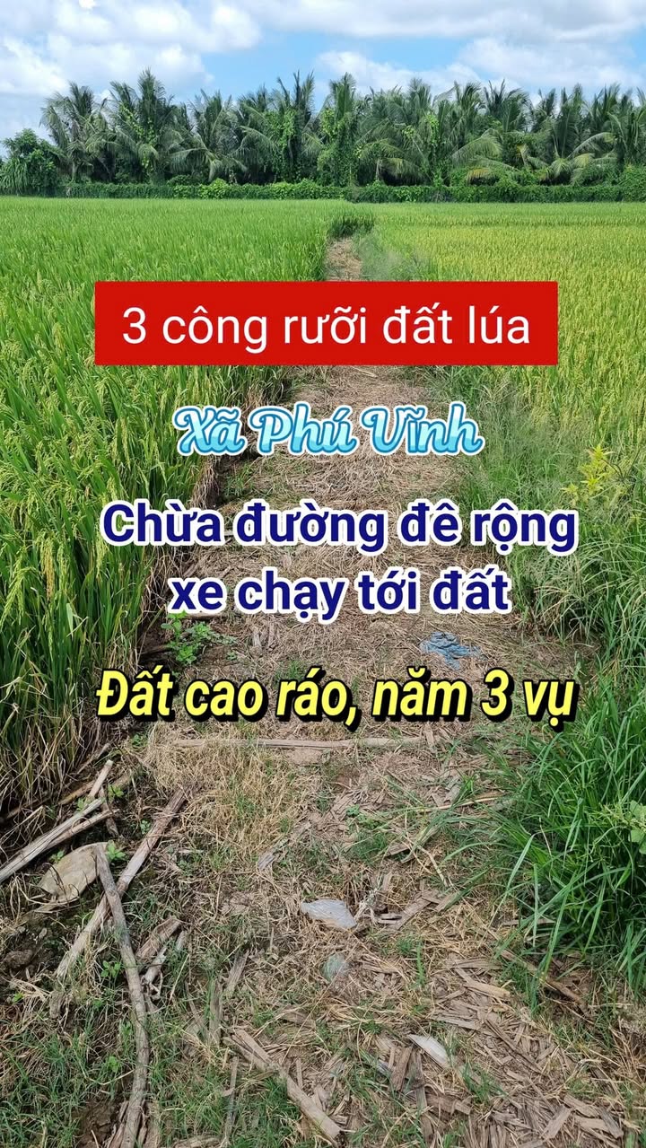 Đất nông nghiệp tại xã Phú Vĩnh cũ 3500m² giá 4.55 tỷ - Đường vào rộng rãi, xe hơi dễ dàng tiếp cận!