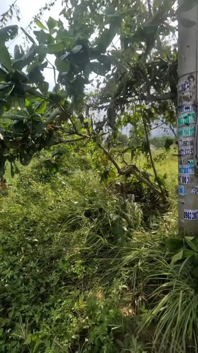 Đất nền Phước Thái 125m² giá 1.35 tỷ - Khu vực phát triển gần chợ Long Phú!