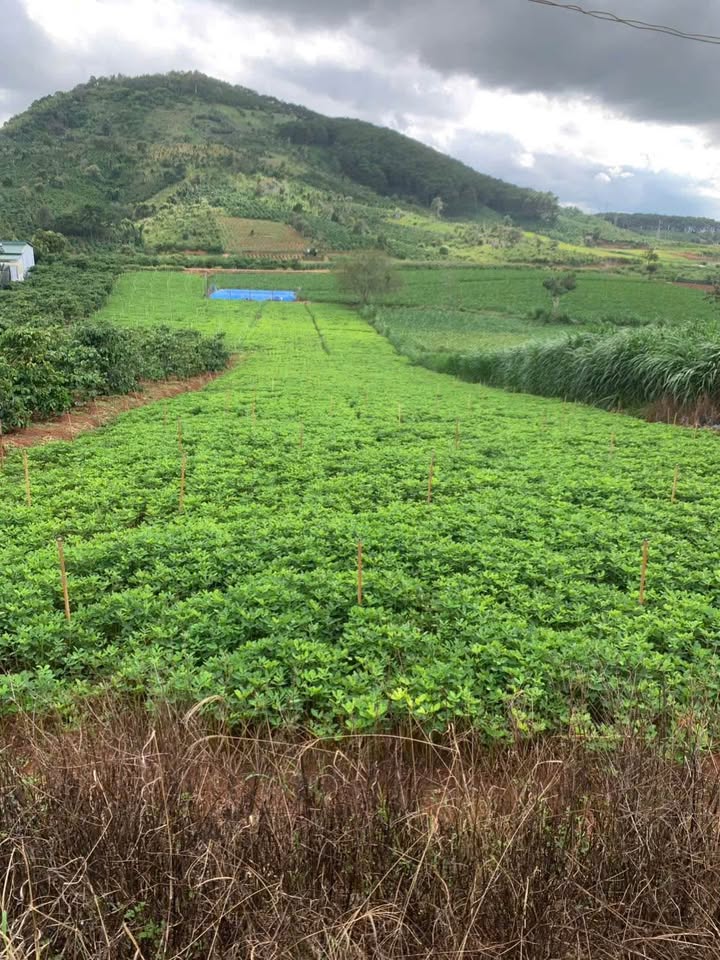 Đất Farm 2100m² khu phố Bồng Lai, Hiệp Thạnh - Giá chỉ 4.2 tỷ, cơ hội vàng đầu tư!