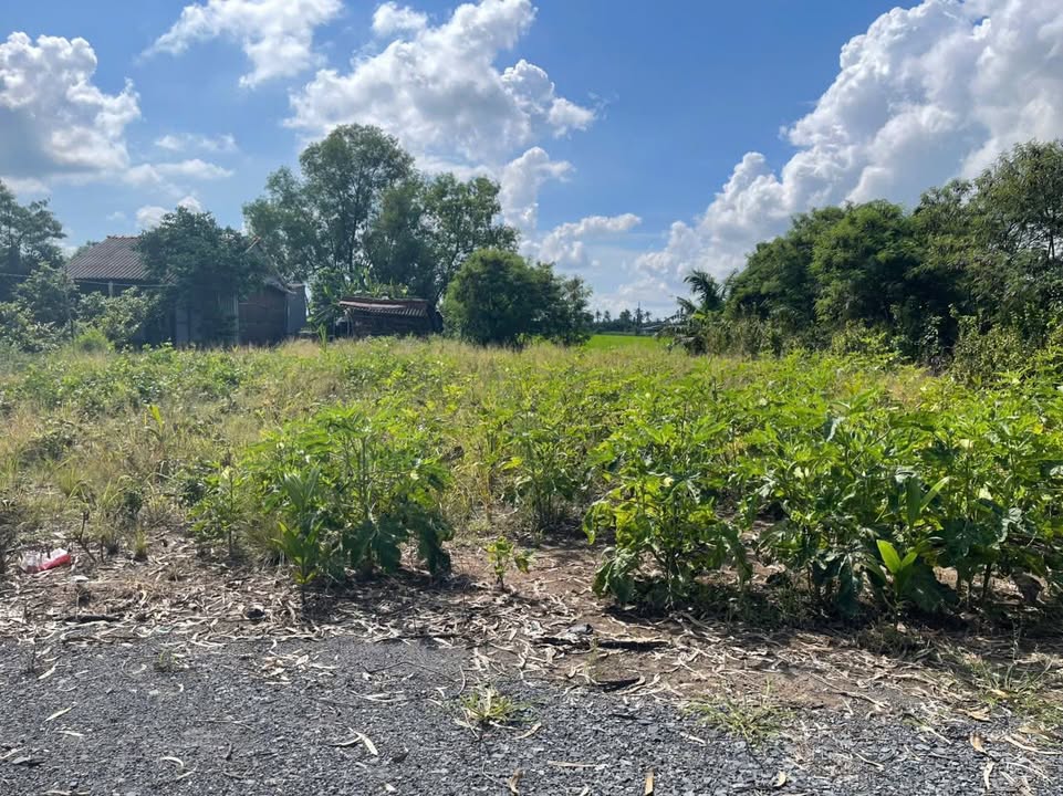 Đất nền ấp Lợi An, Bình Tân Gò Công Tây 265m² giá chỉ 330 triệu - Cơ hội đầu tư hấp dẫn!