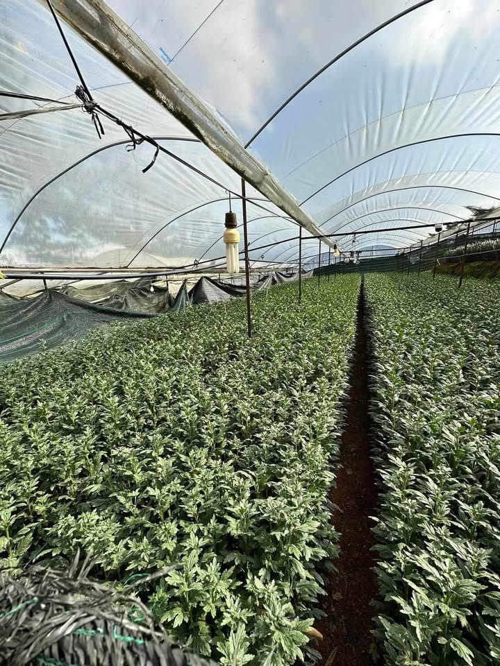 Cho thuê đất nông nghiệp 4000m² tại Đà Lạt - Gần chùa Linh Phước, thuận lợi kinh doanh!