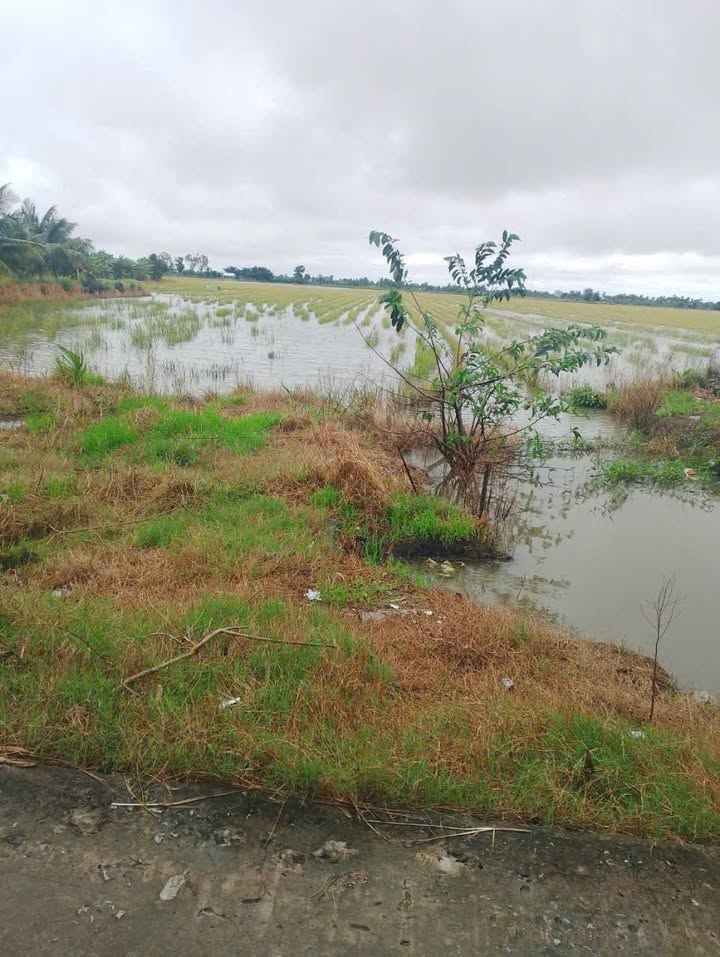 Đất lúa đẹp Vĩnh Thông Rạch Giá 24.670m² giá chỉ 2.467 tỷ - Đầu tư sinh lời cao!