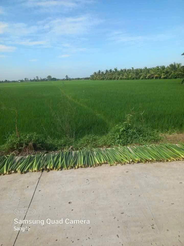 Đất nông nghiệp 18 công tại Thạnh Phú, Cờ Đỏ - Giá chỉ 5.4 tỷ VND thương lượng nhẹ!