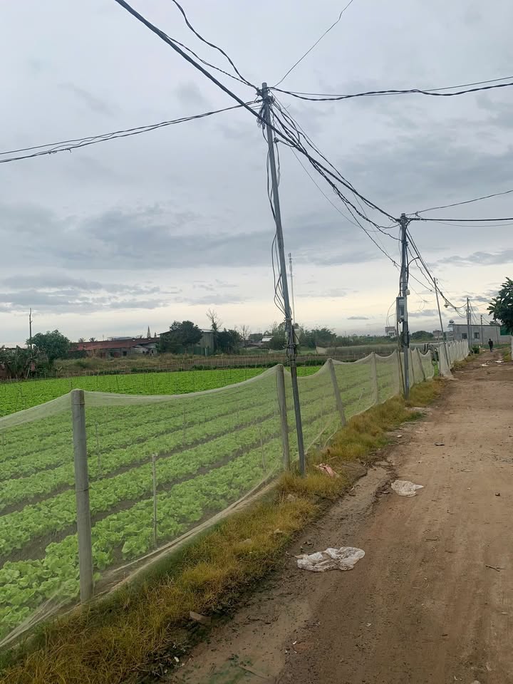 Đất Phú Hội 500m² giá 2.1 tỷ - Sổ đỏ chính chủ, tách sổ dễ dàng!