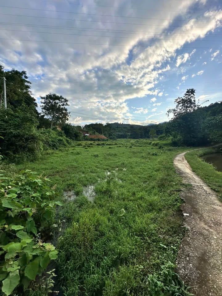 Đất thổ cư 350m² và 7550m² đất trồng cây tại Lào Cai - Giá chỉ 5.1 tỷ!